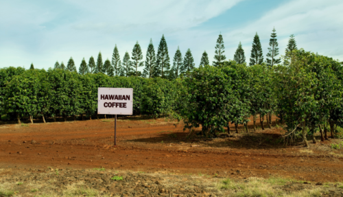 Hawaiian coffee farm